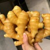 產地大黃姜全國發貨