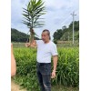 長(zhǎng)年帶發(fā)各種生姜