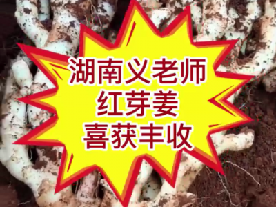 湖南義老師紅芽姜喜獲豐收 (4403播放)
