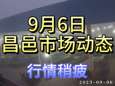 9月6日 昌邑生姜交易實況（行情稍疲） (4482播放)