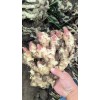 生姜購銷鮮姜大量現貨
