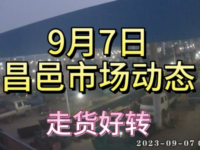 9月7日 昌邑生姜交易實況（走貨好轉） (4460播放)