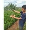 庫存姜預訂300畝  姜種首先
