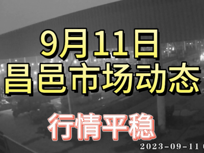 9月11日 昌邑生姜交易實況（行情平穩） (4507播放)