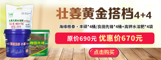 壯姜黃金搭檔