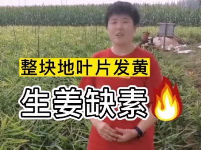 整塊地葉片發(fā)黃 生姜缺素 (4645播放)