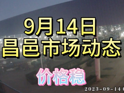 9月14日 昌邑生姜交易實況（走貨快 價格穩） (4505播放)