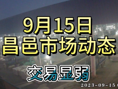 9月15日 昌邑生姜交易實況（交易顯弱） (4490播放)