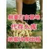 鮮姜批發代存入庫地窖冷庫出租