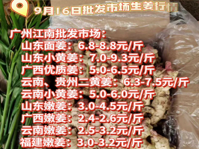 9月16日廣州江南批發(fā)市場生姜價格行情 (4389播放)