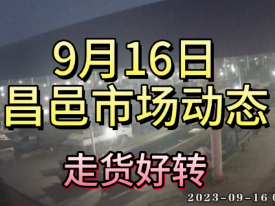 9月16日 昌邑生姜交易實況（走貨好轉） (4527播放)
