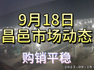 9月18日 昌邑生姜交易實況（購銷平穩(wěn)） (4549播放)
