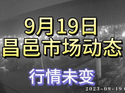 9月19日 昌邑生姜交易實況（行情平穩） (4532播放)