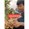 鮮姜開挖 需要庫存的老板請聯系