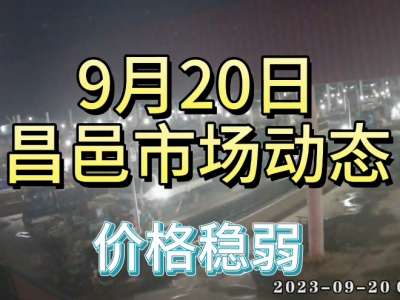 9月20日 昌邑生姜交易實況（價格穩弱） (4553播放)