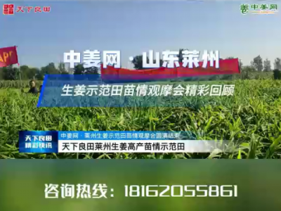 中姜網·山東萊州生姜示范田苗情觀摩會精彩回顧 (4485播放)