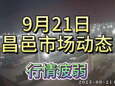 9月21日 昌邑生姜交易實況（行情疲弱） (4566播放)