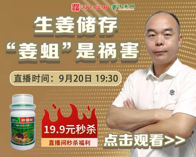 生姜入窖，這些工作不可少！