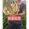 鮮姜庫存地窖冷庫出租