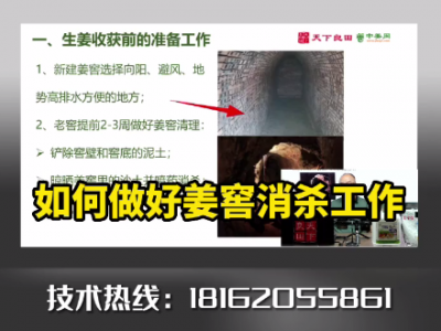 如何做好姜窖消殺工作？ (4508播放)