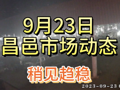 9月23日 昌邑生姜交易實況（稍見趨穩(wěn)） (4573播放)