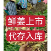 鮮姜開挖代存入庫(kù)