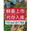 鮮姜開挖了代存入庫