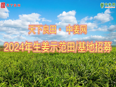 2024年生姜示范田基地招募 (4479播放)