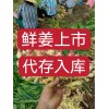 山東生姜代存代管理出口業務