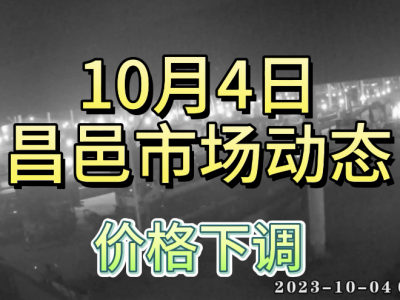 10月4日 昌邑生姜交易實況（價格下調(diào)） (4613播放)