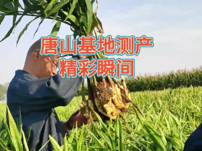 天下良田·中姜網唐山生姜基地測產精彩瞬間 (4439播放)
