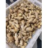 姜母 大量供應 姜母