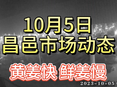 10月5日 昌邑生姜交易實況（黃姜快 鮮姜慢） (4619播放)