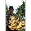 頂級青苗泥姜出售，聯系電話15606977765
