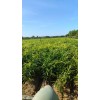 出售30畝青苗姜