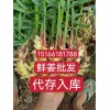 鮮姜入庫開始請聯系