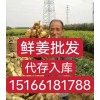 鮮姜入庫開始需要的聯系