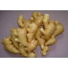 生姜大蒜產(chǎn)地合作社 18263385888