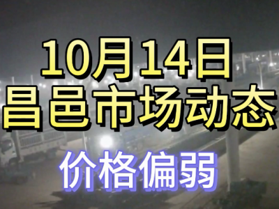 10月14日 昌邑生姜交易實況（價格偏弱） (4675播放)
