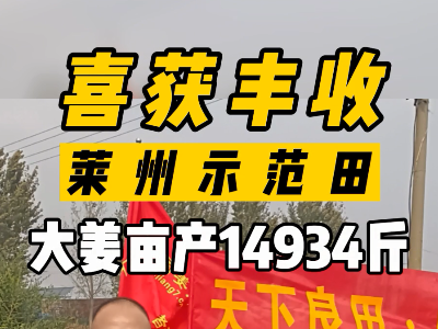 萊州示范田喜獲豐收 大姜畝產14934斤 (4519播放)
