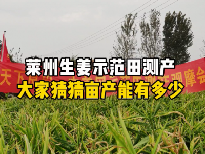 萊州生姜示范田測產(chǎn) 大家猜猜畝產(chǎn)是多少 (4506播放)