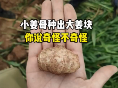 小姜母種出大姜塊 你說奇怪不奇怪 (4513播放)
