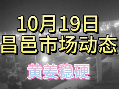 10月19日 昌邑生姜交易實況（黃姜穩硬） (4700播放)