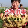 鮮姜代存入庫高標質量