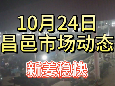 10月24日 昌邑生姜交易實況（新姜穩快） (4738播放)