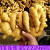 產地常年供應各種生姜，大黃姜，小黃姜，泥姜，