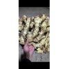 生姜購銷出口加工