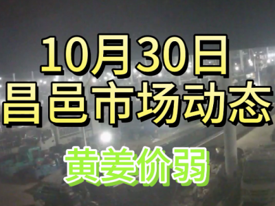 10月30日 昌邑生姜交易實況（黃姜價弱） (106播放)