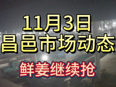 11月3日 昌邑生姜交易實況（鮮姜繼續搶貨） (138播放)