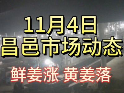 11月4日 昌邑生姜交易實況（鮮姜漲黃姜落） (143播放)